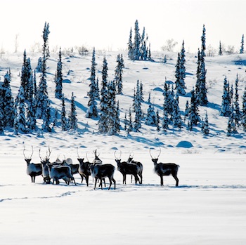 caribou in the snow